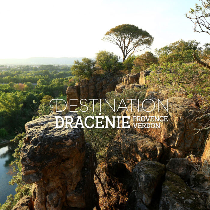 DRACÉNIE AGGLOMÉRATION